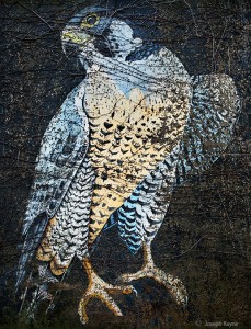 Peregrine Falcon