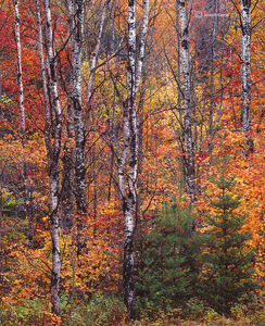 New England Forest