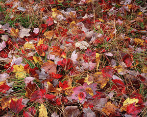 Autumn Discards