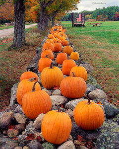 The Pumpkin Wall