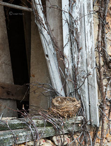 The Bird's Nest
