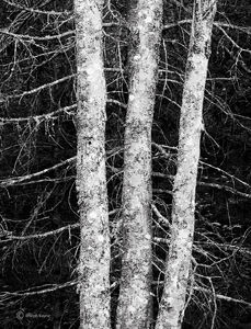 Tree Snags