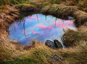 Tide Pool