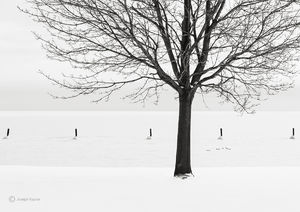 Winter Survivor