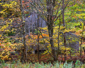 Barn In The Woods