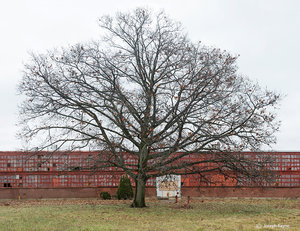 Nature's Reclamation