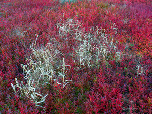 Autumn Blueberries & Grasses