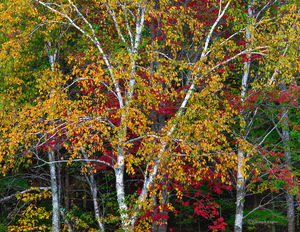 Acadia Birches & Maple