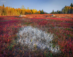 White Grass & Wild Blueberry Leaves