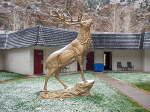 The Rut