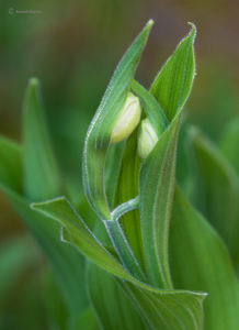 Showy Lady Slipper Buds