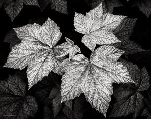 Wild Thimbleberry Leaves
