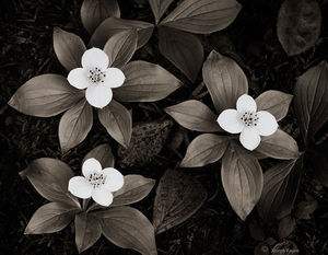Wild Bunchberry