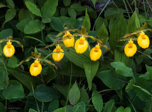 Wild Yellow Lady Slippers
