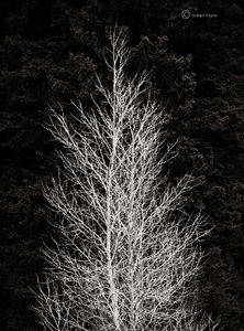 Winter Aspen