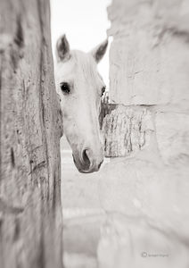 The White Horse