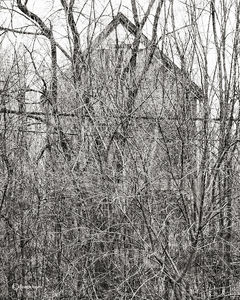 Ghost No. 5