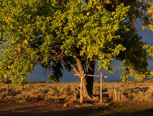 Old Cottonwood Tree