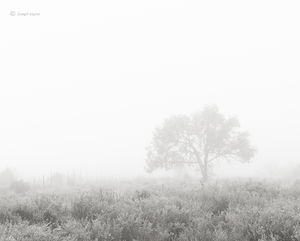 Lone Tree In Fog