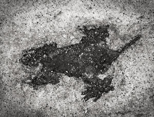 Chicago Rat Imprint