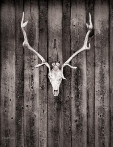 Elk Skull & Barn