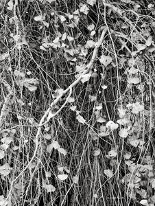 Cottonwood Tree Detail