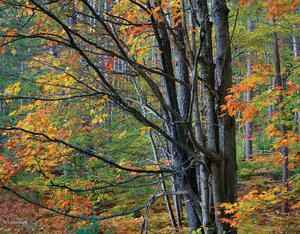 Deep In a Northwoods Forest