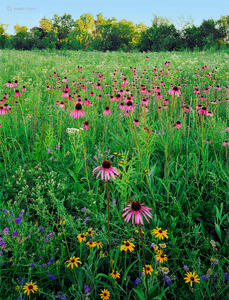 Dawn on the Prairie