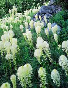 Beargrass