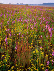 Autumn on the Prairie