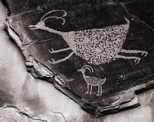 Big Horn Sheep Petroglyph