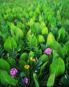 Prairie Elephant Ears