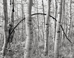 Aspen Bow