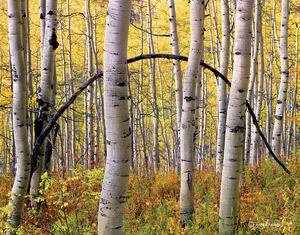 Aspen Bow