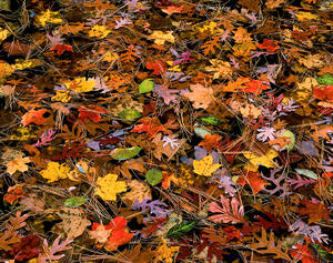 Autumn Stars