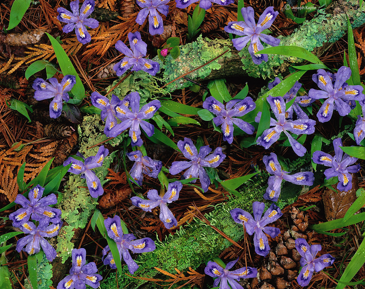 Northwoods Wildflowers