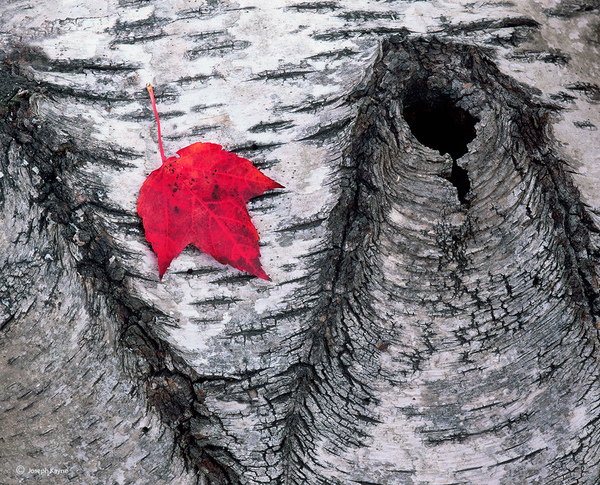 Forest Floor, Autumn