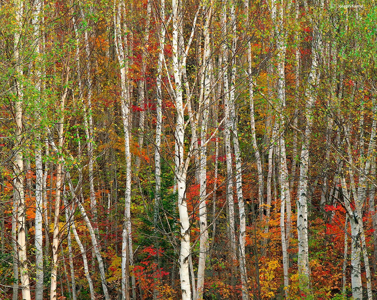 New England Forest, Autumn