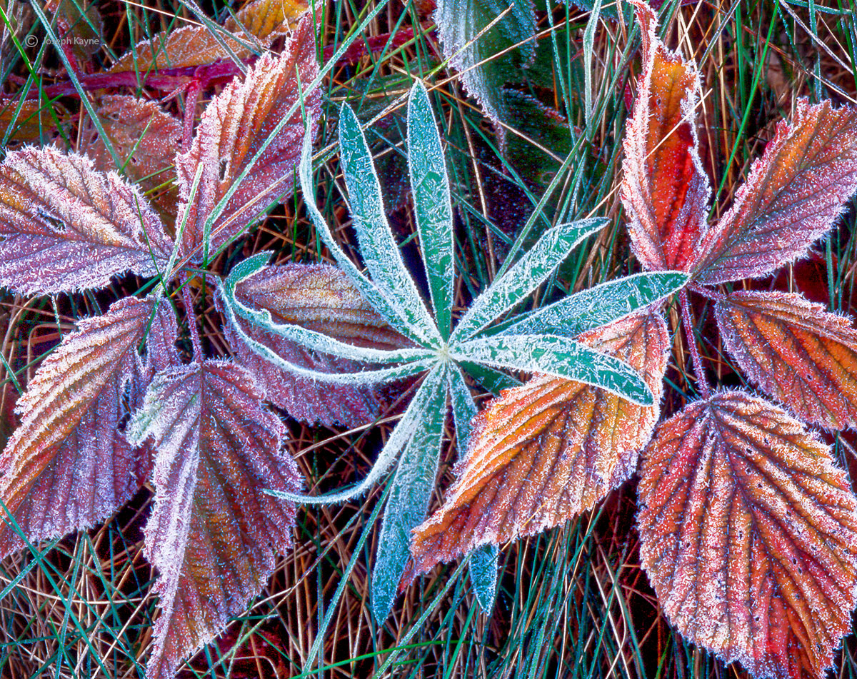 Maine, Autumn