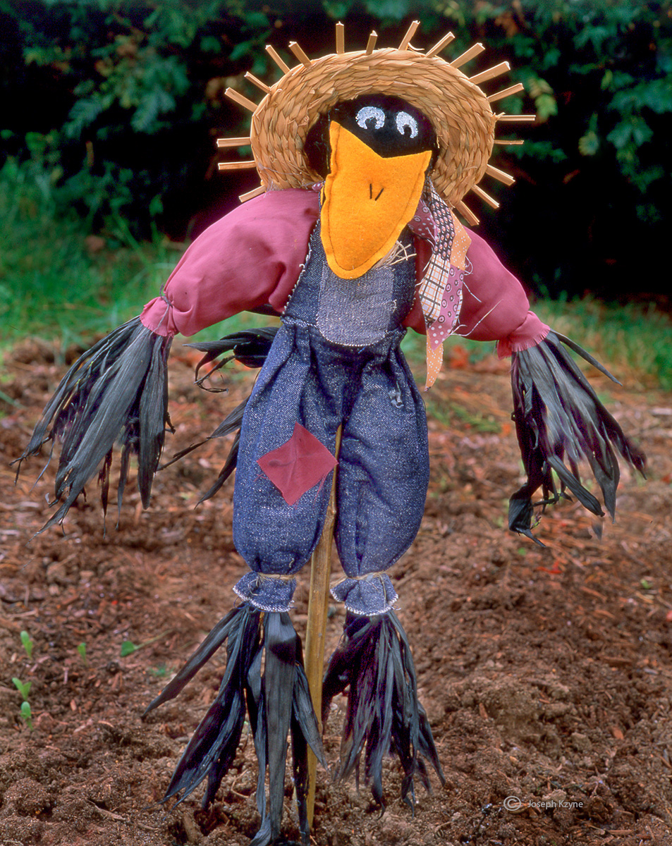 Maine Scarecrow