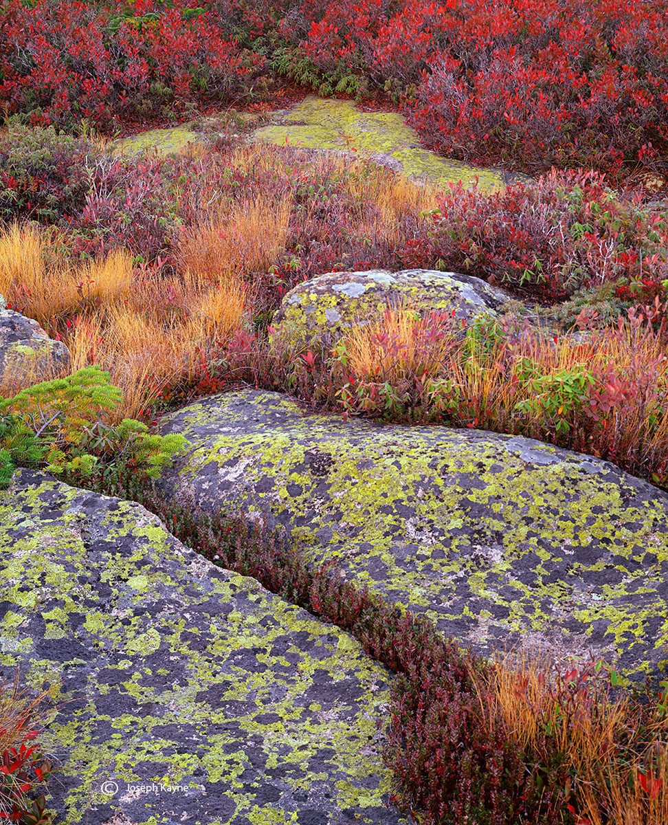 Maine Autumn