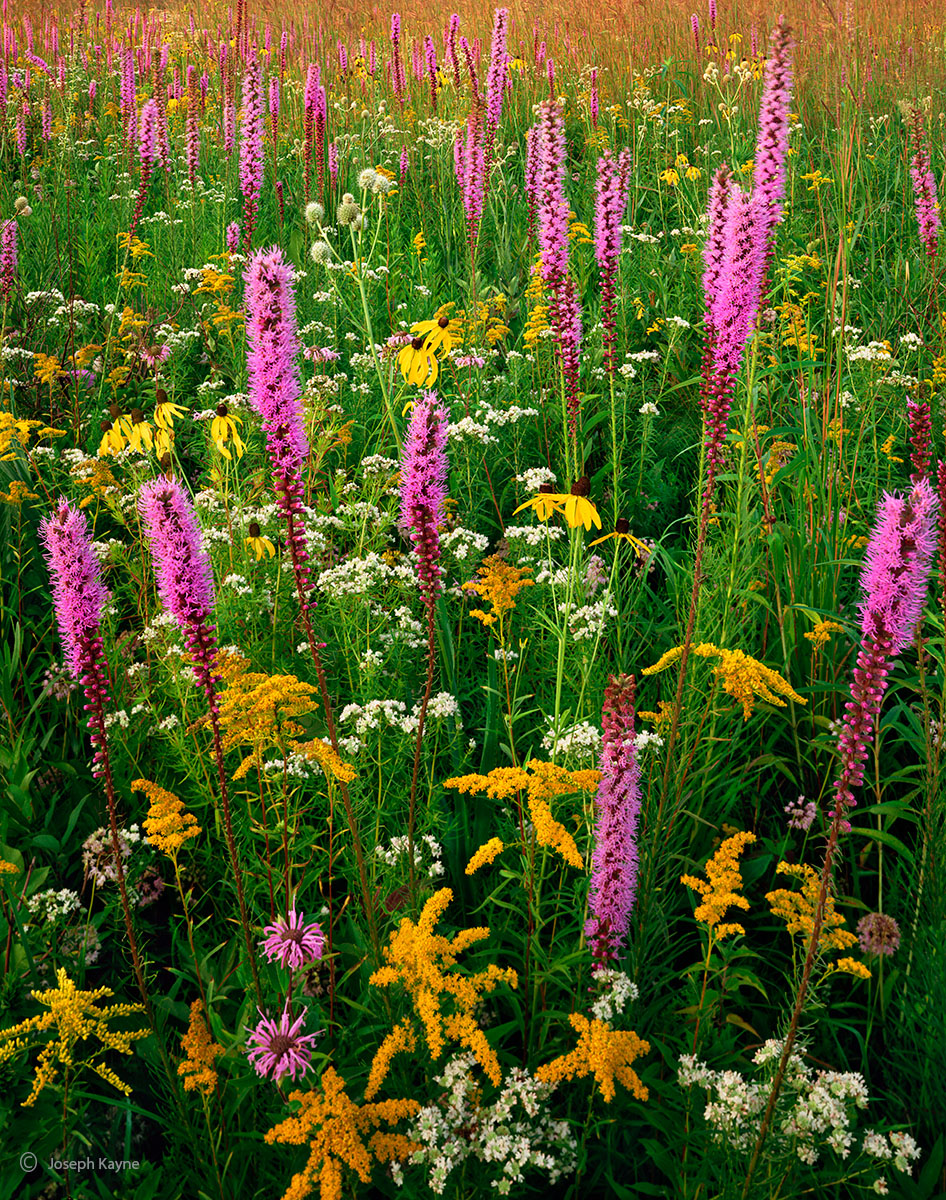 Prairie Wildflowers