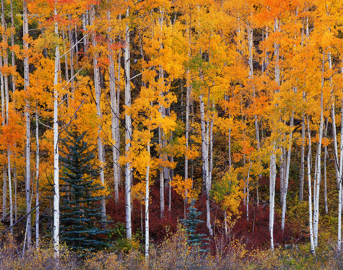 San Juan Mountain, Autumn