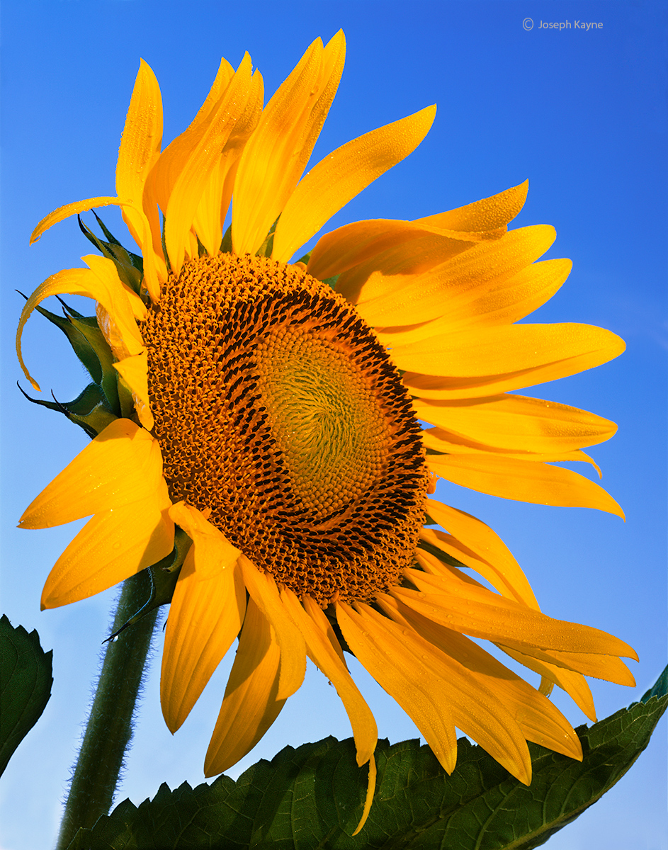 Illinois Sunflower