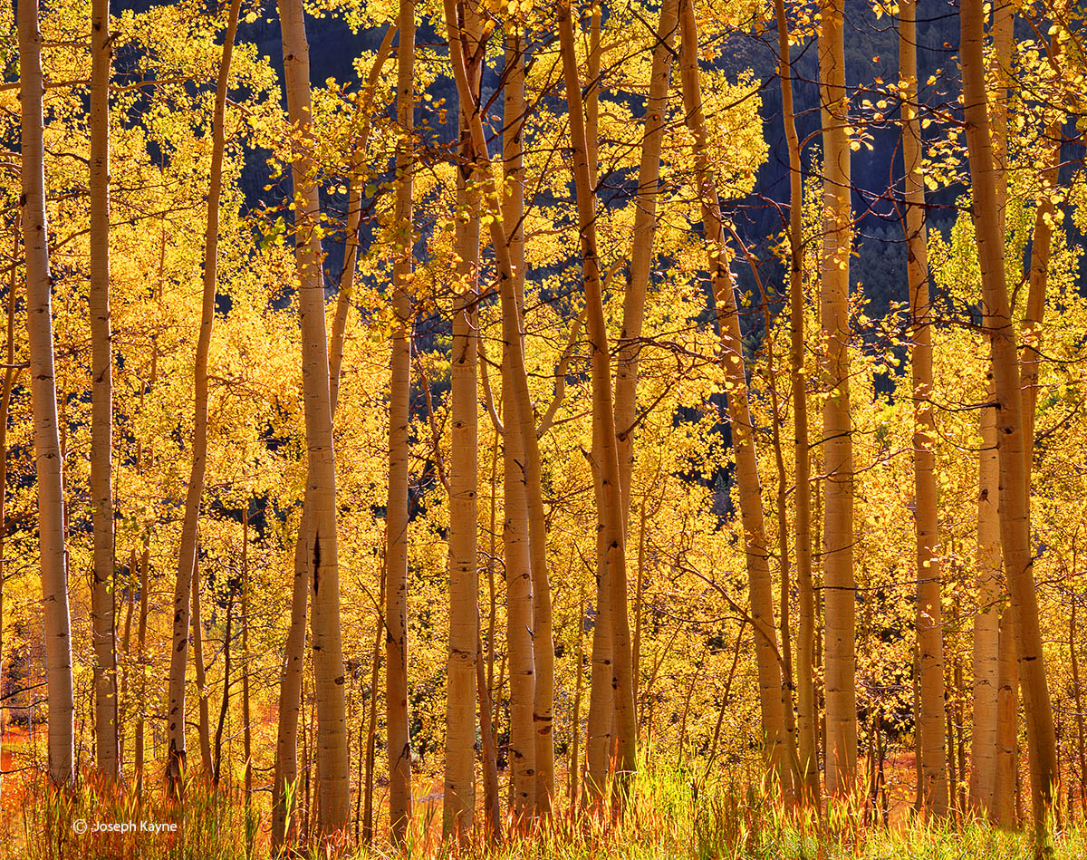 Colorado Autumn