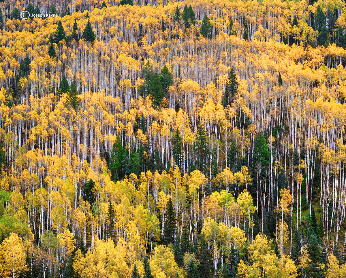 Aspen Trees, Autumn