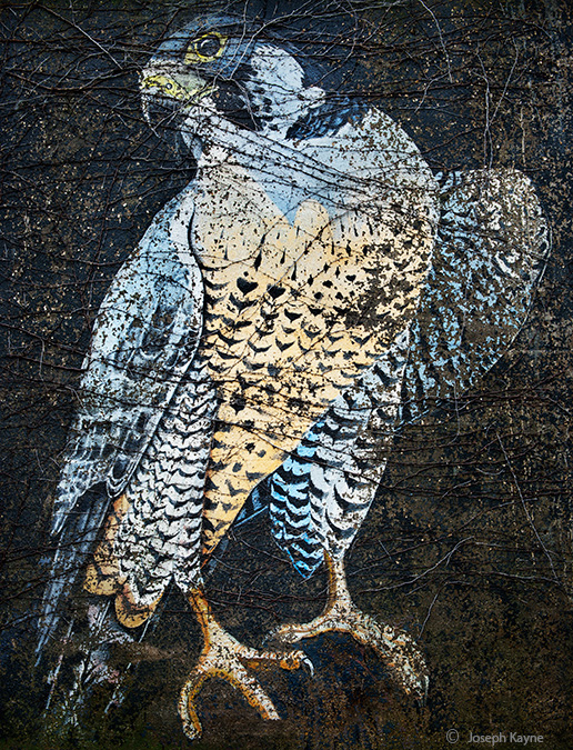 peregrine, falcon, chicago, photo, art, color, large, format, view, camera, mural, street, graffiti, urban, painting, viaduct...