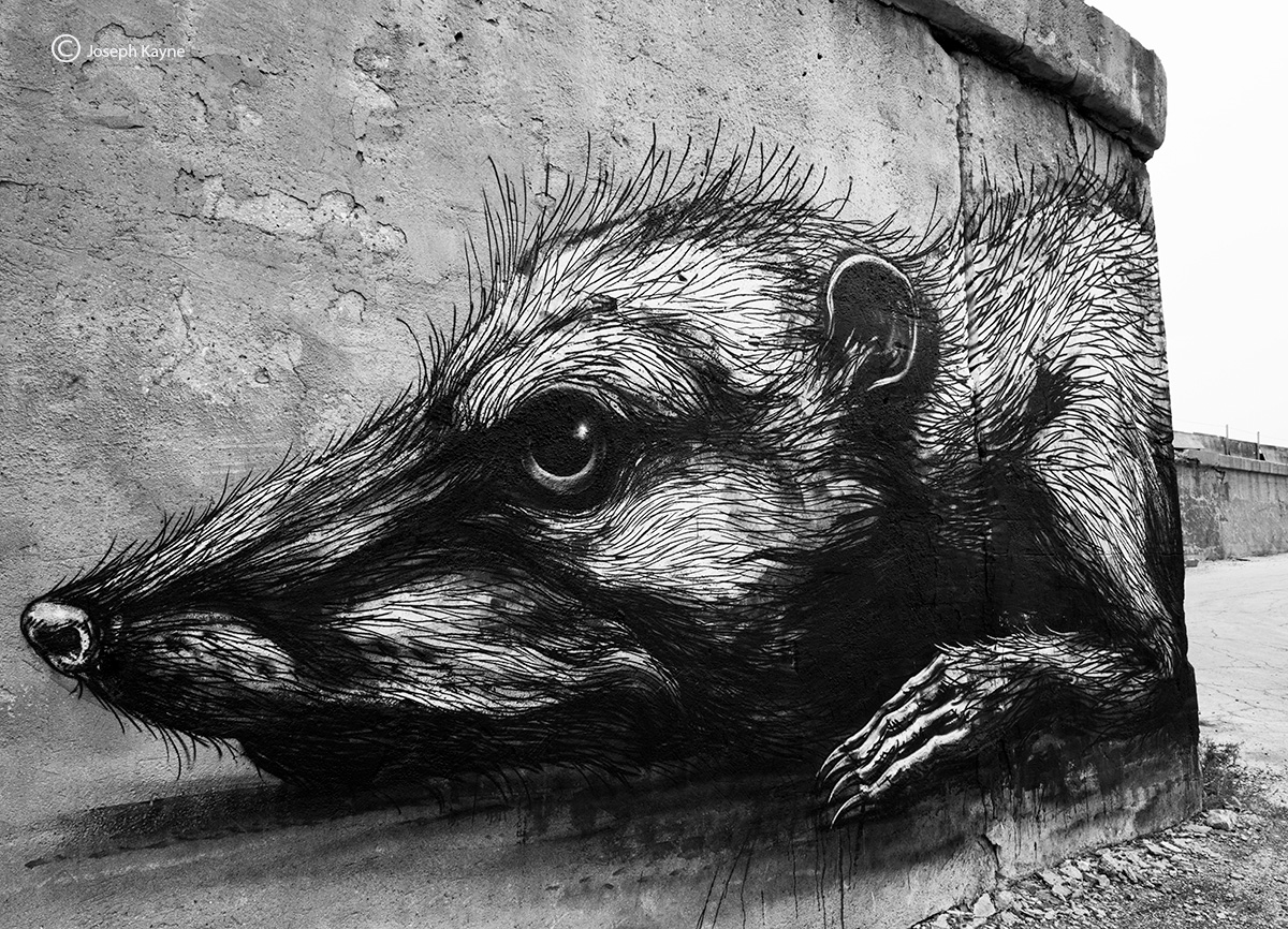 ROA Street Art