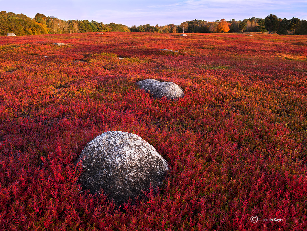 Wild Blueberry Field In Autumn, Maine