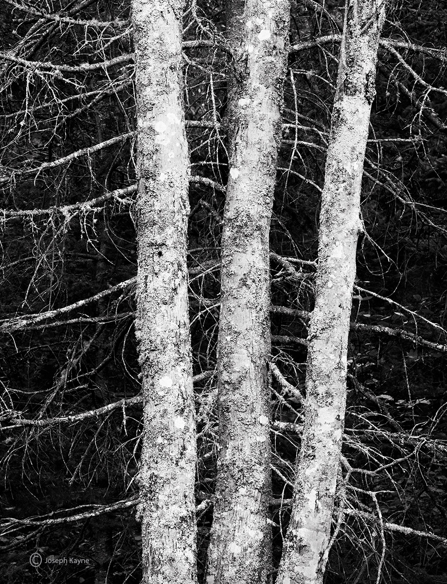 Maine Forest Snags